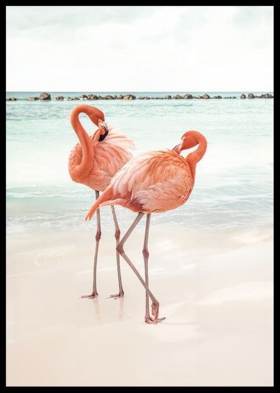 Poster met een foto van twee flamingo's op een strand-12