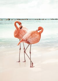 Poster with a photograph of two flamingos on a beach-7