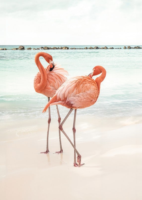 Poster with a photograph of two flamingos on a beach-12
