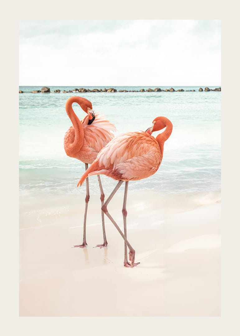 Affiche avec une photographie de deux flamants roses sur une plage-12
