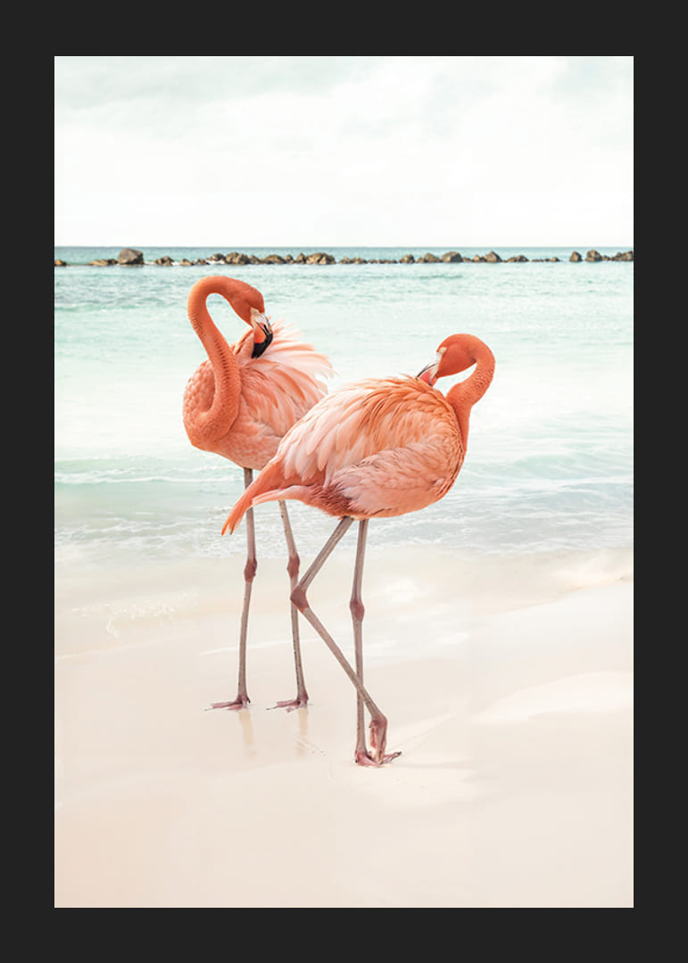 Affiche avec une photographie de deux flamants roses sur une plage-12