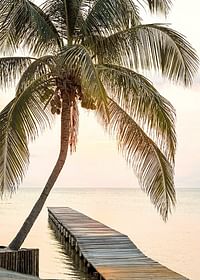 Poster with a photograph of a jetty in the sea under a palm tree at sunset-3