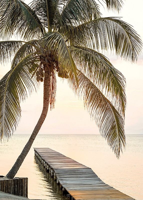 Poster with a photograph of a jetty in the sea under a palm tree at sunset-12