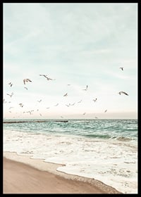 Poster med ett fotografi på måsar som flyger över en strand-6