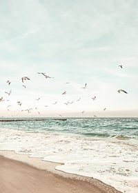 Poster med ett fotografi på måsar som flyger över en strand-7