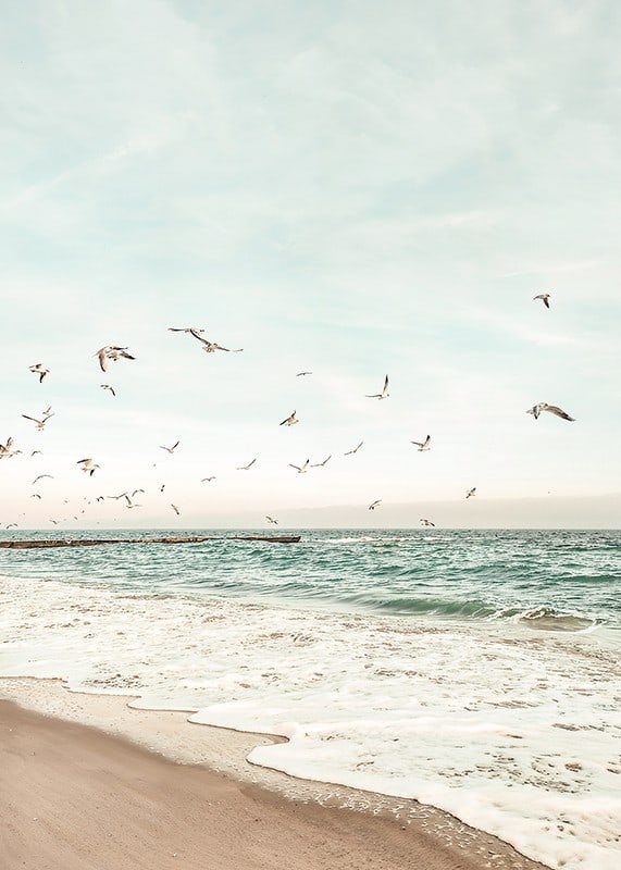 Poster med ett fotografi på måsar som flyger över en strand-12