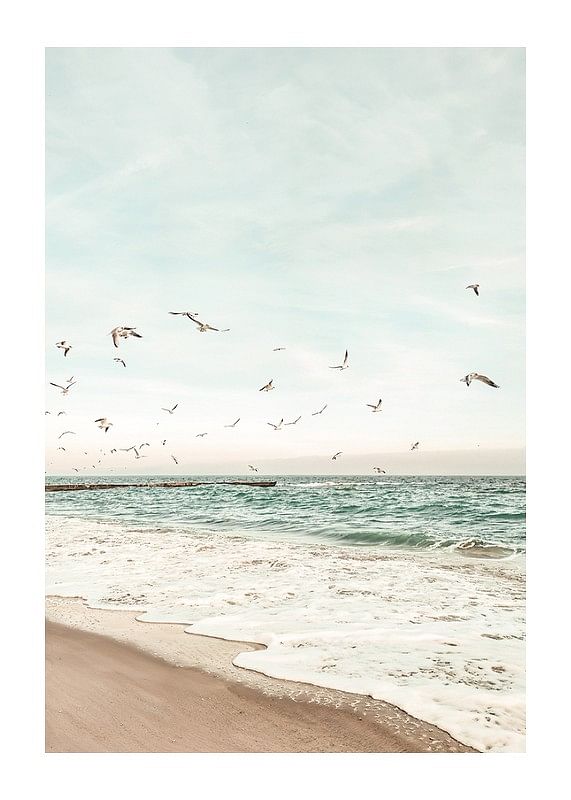 Affiche avec une photographie de mouettes survolant une plage-12