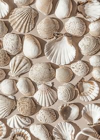 Poster met een foto op een mooie collage met prachtige witte schelpeilanden-3