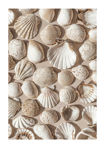 Plakatas Coastal Seashell Medley