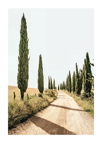 Poster Tuscan Cypress Lane