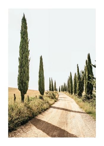 Poster Tuscan Cypress Lane