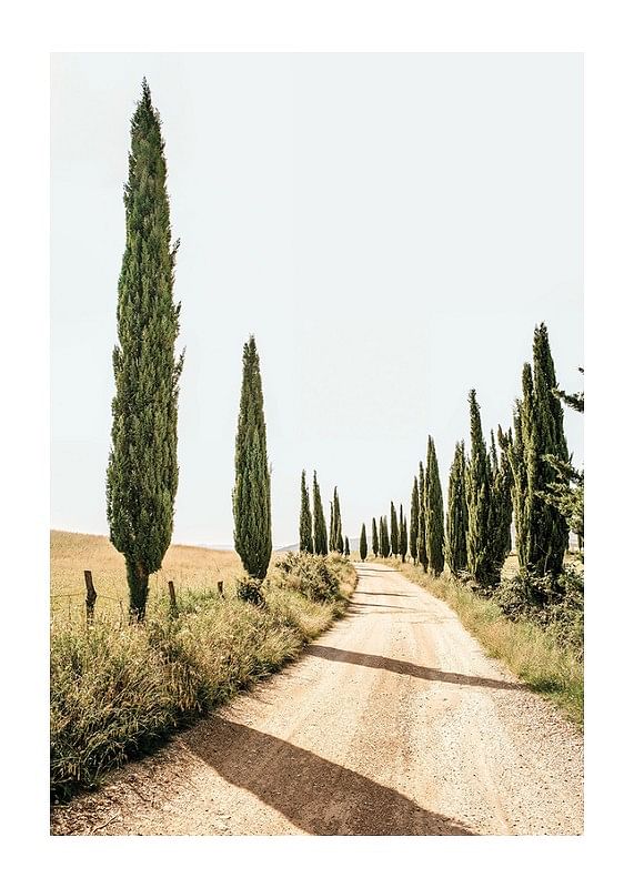 Poster Tuscan Cypress Lane