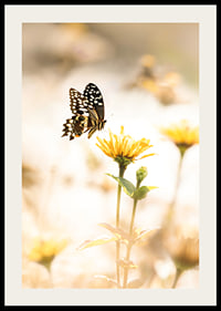 Poster with a photograph of a butterfly and beautiful yellow flowers-2
