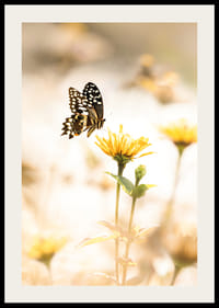 Plagát s fotografiou motýľa a krásnymi žltými kvetmi-2