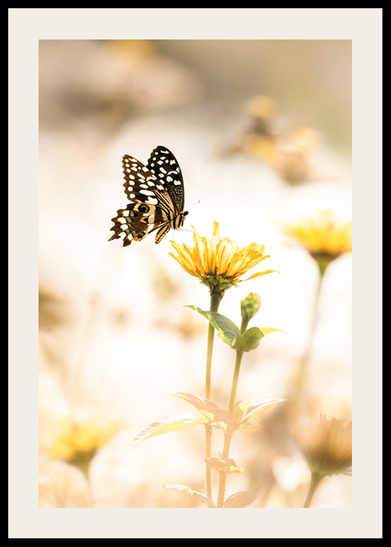 Plagát s fotografiou motýľa a krásnymi žltými kvetmi-12