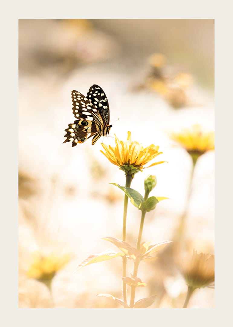 Plagát s fotografiou motýľa a krásnymi žltými kvetmi-12