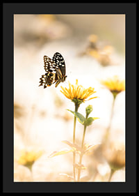 Poster with a photograph of a butterfly and beautiful yellow flowers-4