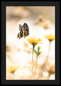 Plagát s fotografiou motýľa a krásnymi žltými kvetmi-4