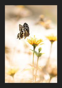 Plagát s fotografiou motýľa a krásnymi žltými kvetmi-5
