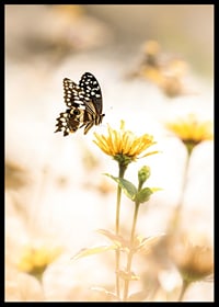 Poster with a photograph of a butterfly and beautiful yellow flowers-6