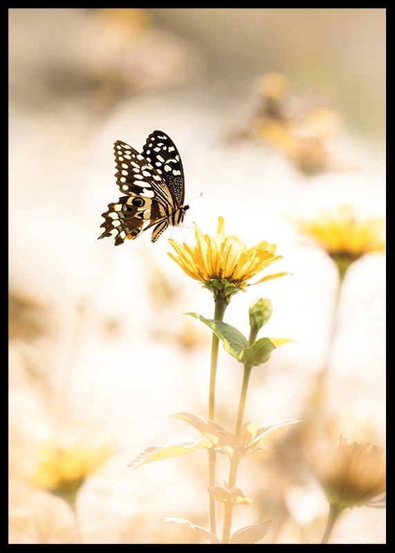Poster with a photograph of a butterfly and beautiful yellow flowers-12