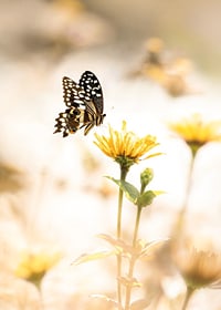 Poster with a photograph of a butterfly and beautiful yellow flowers-7