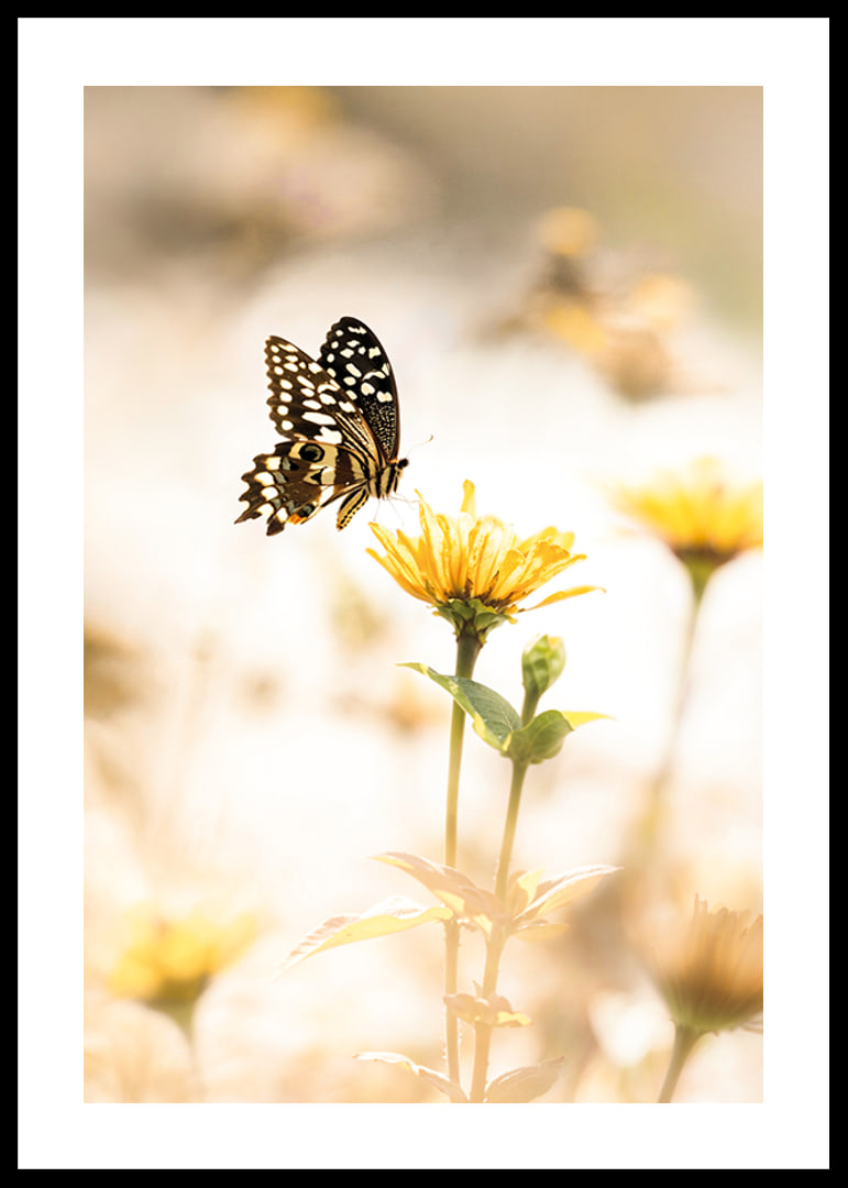 Poster with a photograph of a butterfly and beautiful yellow flowers-12