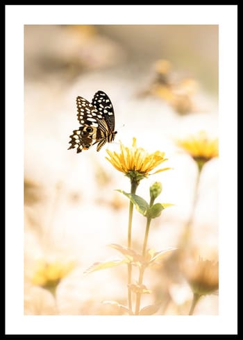Poster Butterfly Bliss