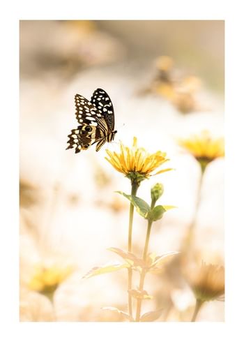 Plagát Butterfly Bliss
