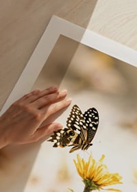 Poster with a photograph of a butterfly and beautiful yellow flowers-9