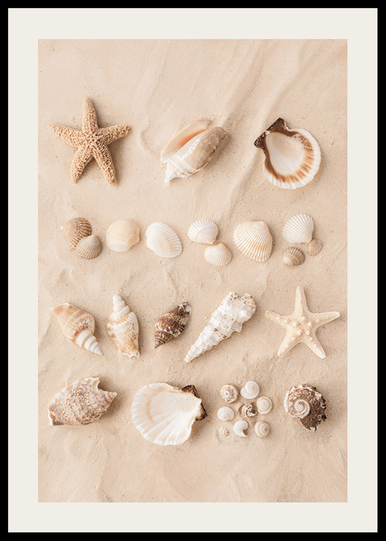 Poster with a collage of beautiful shells-12