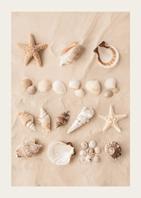 Poster with a collage of beautiful shells-3