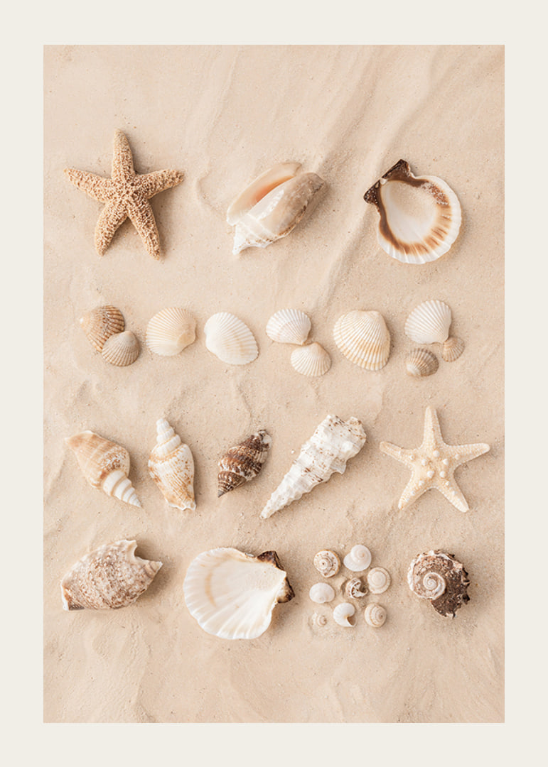 Poster with a collage of beautiful shells-12