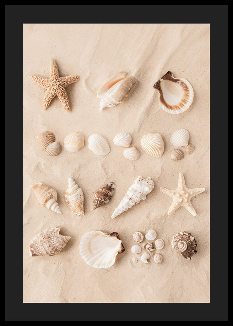 Poster with a collage of beautiful shells-12