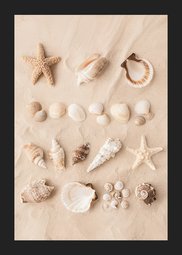 Poster with a collage of beautiful shells-12