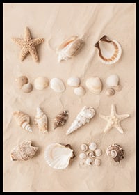 Poster with a collage of beautiful shells-6