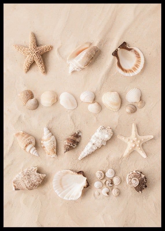 Poster with a collage of beautiful shells-12