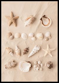 Affiche avec un collage de beaux coquillages-2