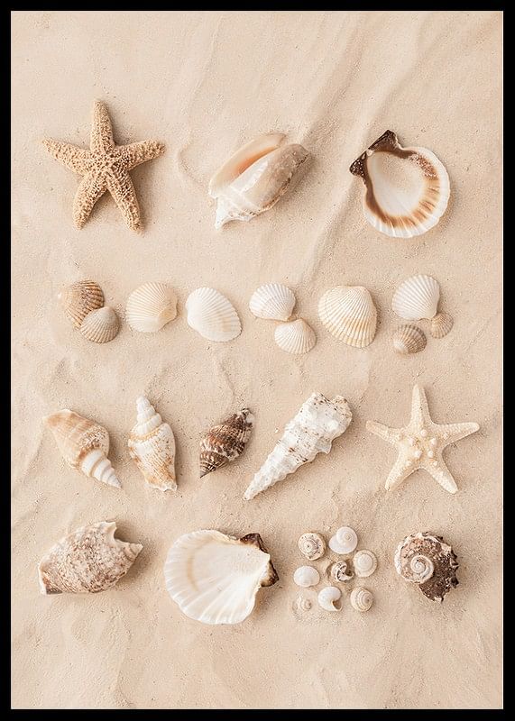 Affiche avec un collage de beaux coquillages-12