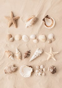 Poster with a collage of beautiful shells-7