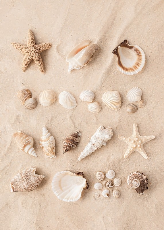 Poster with a collage of beautiful shells-12