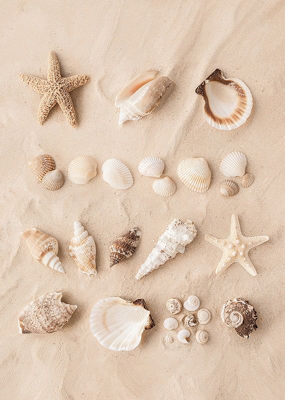 Affiche avec un collage de beaux coquillages-12