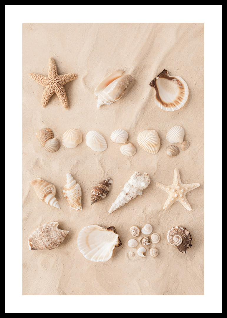 Poster with a collage of beautiful shells-12