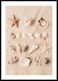 Affiche avec un collage de beaux coquillages-0