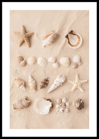 Poster Coastal Shells