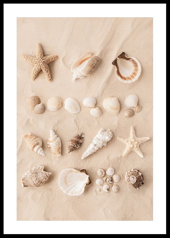 Affiche avec un collage de beaux coquillages-12