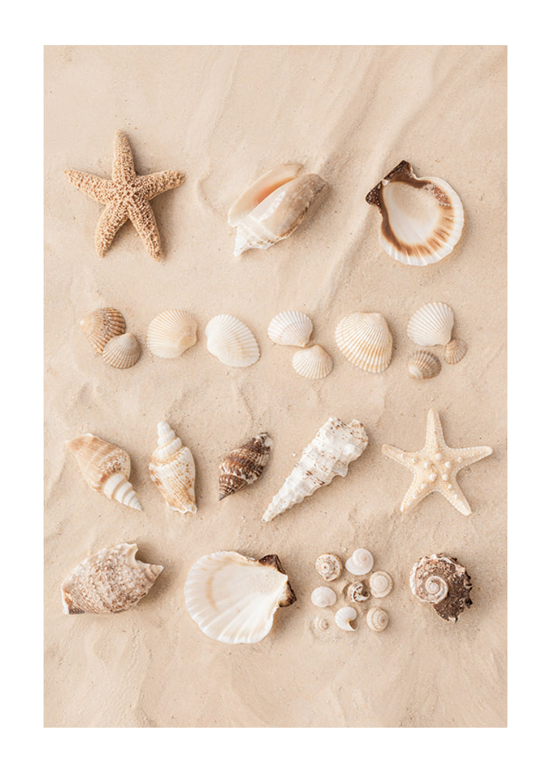 Poster with a collage of beautiful shells-12