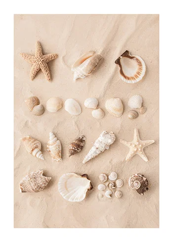 Poster Coastal Shells
