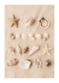 Affiche avec un collage de beaux coquillages-1