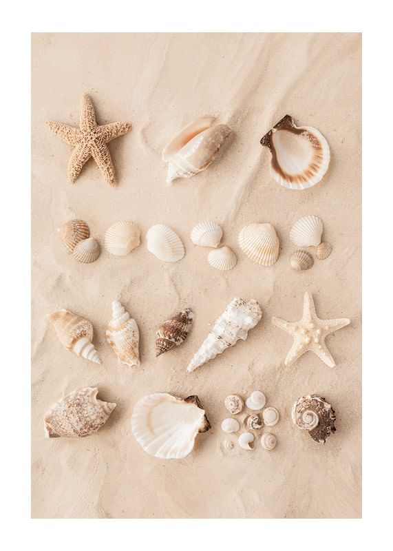 Plagát Coastal Shells